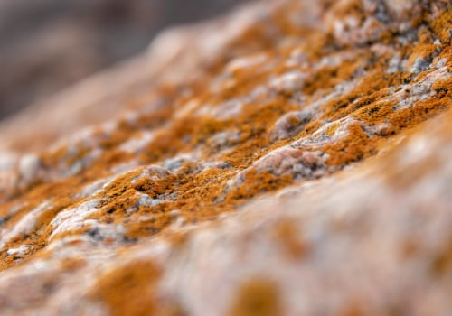 Protect Your Home with Natural Stone and Professional Mold Removal